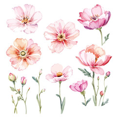 pink and white flowers watercolor