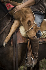 Gaucho, Patagonie Argentine 