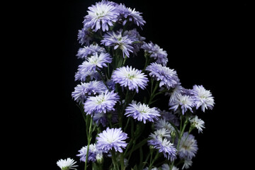 Aster flowers isolated on black background