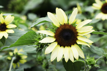 Coconut Ice sunflowers with creamy white petals