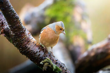 Chaffinch, Fringilla coelebs, perched at Humford Woods, Northumberland, December 2025