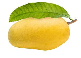 Fresh Ok Rong mangoes or Mangifera Indica premium fruit  with green leaf, isolated on white with...