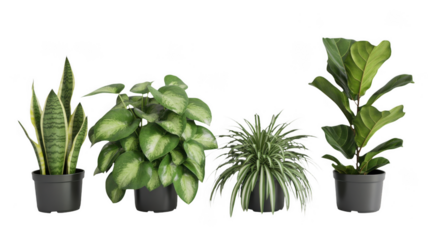 Collection of indoor houseplants in pots