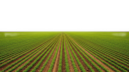 Rows of young green crops growing in a field under a white sky isolated on transparent background