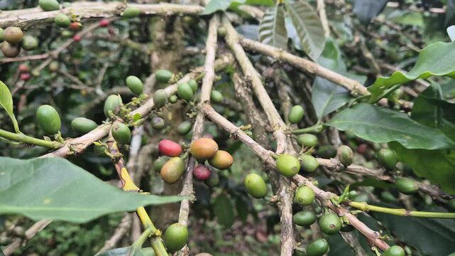 green olives on tree