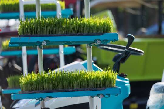 Young green rice seedlings are neatly arranged on a rice transplanter machine, ready for planting in the field. 