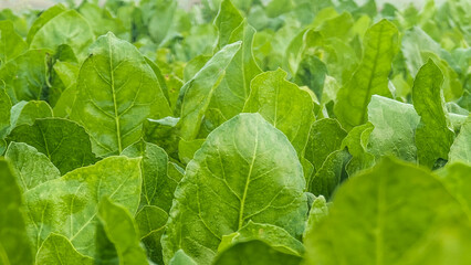 Macro of green young spinach growing in a garden bed. Tasty dietary product, background. green fresh leaves of young spinach  Fresh green spinach leaves with water drops close up. Texture of raw organ