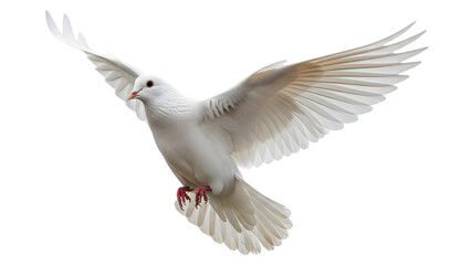 White dove flying isolated on transparent background