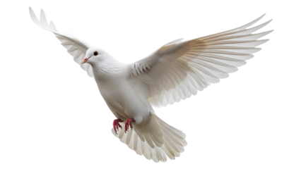 White dove flying isolated on transparent background
