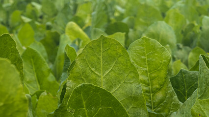 Macro of green young spinach growing in a garden bed. Tasty dietary product, background. green fresh leaves of young spinach  Fresh green spinach leaves with water drops close up. Texture of raw organ