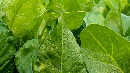 Macro of green young spinach growing in a garden bed. Tasty dietary product, background. green fresh leaves of young spinach  Fresh green spinach leaves with water drops close up. Texture of raw organ