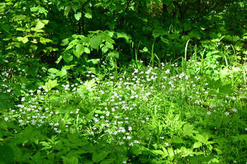 White chickweed Wildflowers in a Sunny Forest Glade © Irina