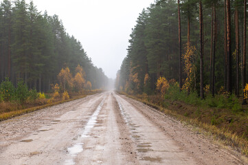 Obraz premium Long Forest Road In Misty Autumn Weather