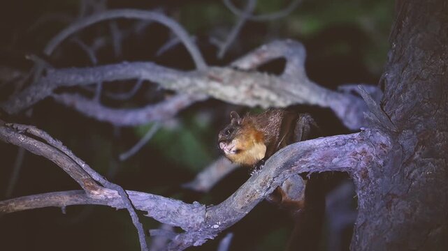 A Red Giant Flying Squirrel perches quietly on a pine tree at night, remaining alert within the calm and silent forest surroundings.