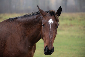 Close View Of Horse Face Outdoors