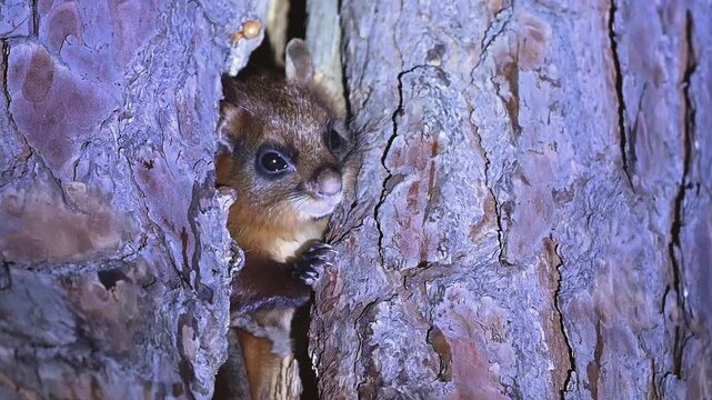 Perched high on a pine tree, the Red Giant Flying Squirrel pauses calmly during nighttime hours.