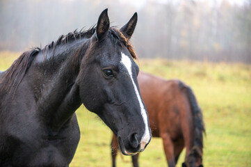 Obraz premium Black Horse Portrait In Pasture