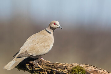 Sierpówka zwyczajna, synogarlica turecka(Streptopelia decaocto) - Eurasian Collared-dove  © artel120(Minasyan)