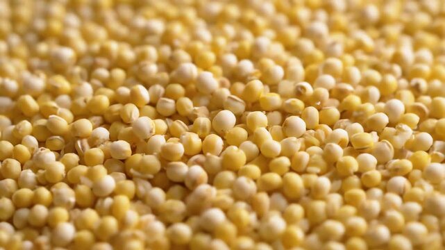 Close up macro view of tiny yellow and white millet seeds filling the entire frame creating a textured background