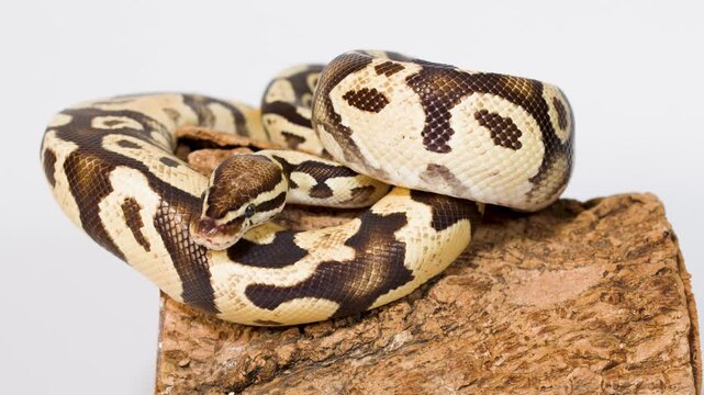 Hand Gently Handling Coiled Ball Python on Bark Perch