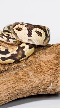 Ball python slowly crawling along wooden branch in studio