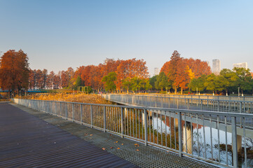 Autumn Scenery of East Lake Scenic Area, Wuhan, Hubei, China