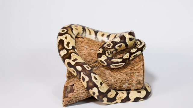 Ball python slowly coils around wooden perch in studio