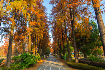 Fototapeta premium Autumn Scenery of East Lake Scenic Area, Wuhan, Hubei, China
