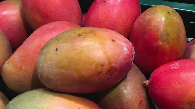 Ripe sweet mangoes on a counter at a farmers market. High quality 4k footage
