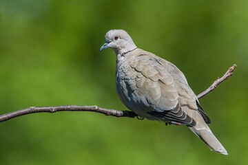 Sierpówka zwyczajna, synogarlica turecka(Streptopelia decaocto) - Eurasian Collared-dove  © artel120(Minasyan)