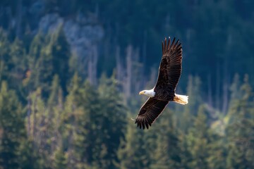 Obraz premium Majestic bald eagle in flight above forest and mountains