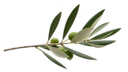 Olive branch with green olives and leaves isolated on transparent background