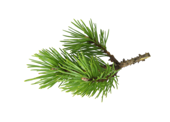 Young green fir twig of Christmas tree isolated on white or transparent background