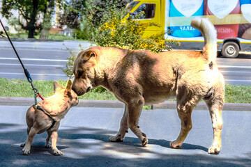 Dogs interacting naturally by sniffing each other, illustrating instinctive animal behavior and social communication outdoors.
