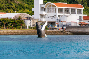 ザトウクジラの像が出迎えてくれる。
周囲の島々を繋ぐ、村営連絡船「みつしま」に乗船した。
座間味港
座間味島沖縄県島尻郡慶良間諸島-2025
沖縄本島から40km西方にある諸島。
大小30以上の島々からなる島嶼群は全体が国立公園に指定されている。
珊瑚礁の海、白い砂浜、緑の山地は世界屈指の美しさ。
多くの貴重な動植物が生息している。
