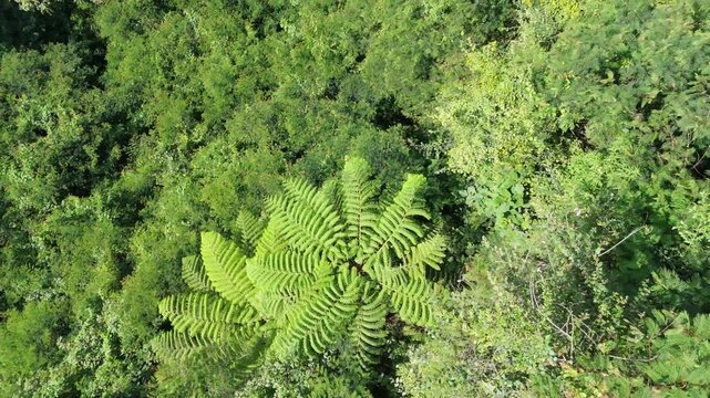 Top-down aerial view of lush tropical forest and terraced agricultural fields. Scenic transition from dense jungle to organized farming in a rural landscape.