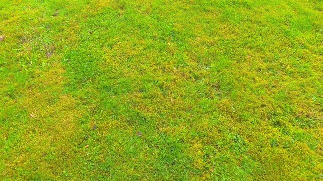freshly mowed lawn viewed from above showing green grass pattern