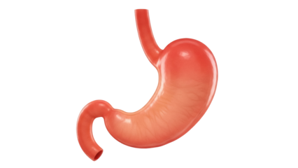Isolated 3D rendering of human stomach; gastrointestinal tract organ, digestion system