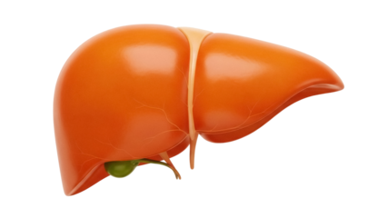Isolated view of human liver with gallbladder showcasing internal body anatomy for medical education