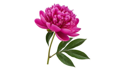 Isolated blooming peony, pink flower, fresh blossoming head, leaves and stem, flora beauty