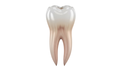 Isolated molar tooth, dentistry healthcare symbol, a tooth model used in oral hygiene, teeth icon