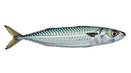 Isolated Atlantic mackerel on blank backdrop, slender fish with beautiful stripes on back