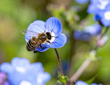 Bee pollinating a flower in summer