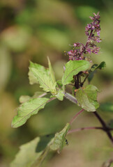 Beautiful young basil shoots in the garden