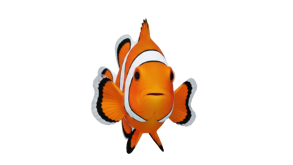 Isolated Clownfish with orange and white stripes in studio lighting for stock photography