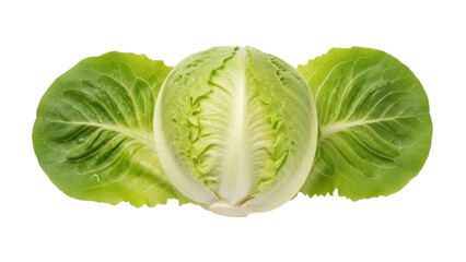 Fototapeta premium Isolated lettuce head with two outer leaves on either side, fresh, leafy vegetable