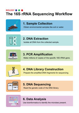 Colorful infographic illustrating the 16S rRNA sequencing process, from sample collection to DNA analysis, for microbial identification studies.
