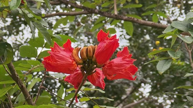 Red flowers on the tree. African tulip	