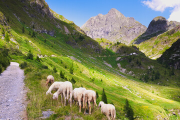 Sheep in a mountain pasture © Gherzak