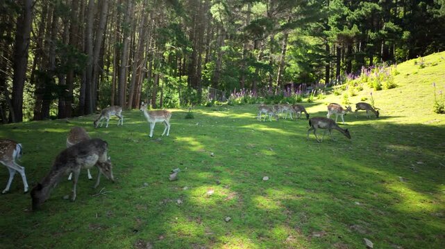 Grazing deer herd on green meadow near forest